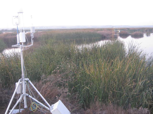 Flock of dark birds on Tule Tower