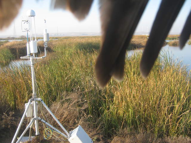 Hawk on camera