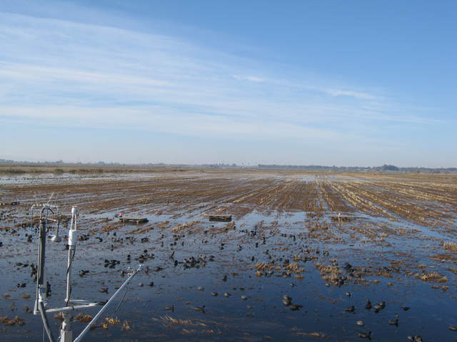 Coots