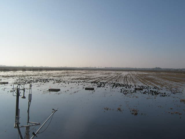 More Coots