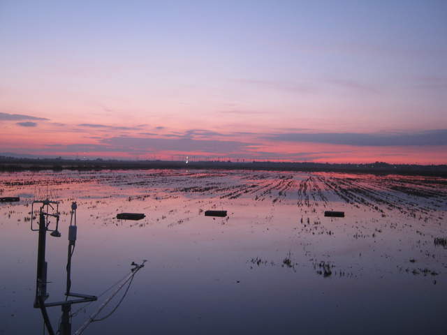 Sunset with x-mas tree on the horizon