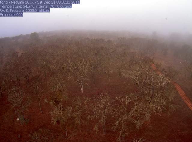 Foggy morning a the oak woodland