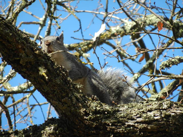 Gray squirrel