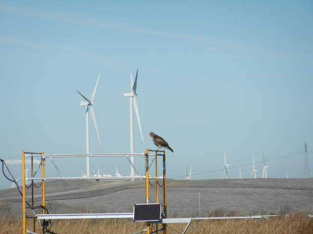 Hawk on Tule Tower