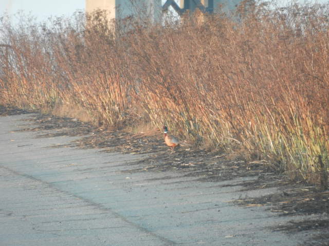 Ring necked pheasant.