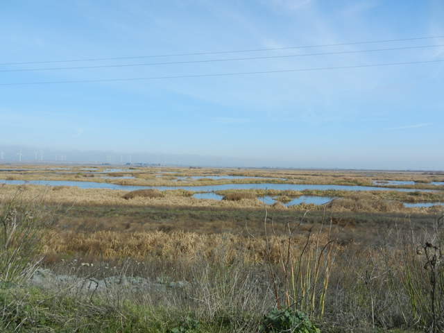 Tule and cattails are brown