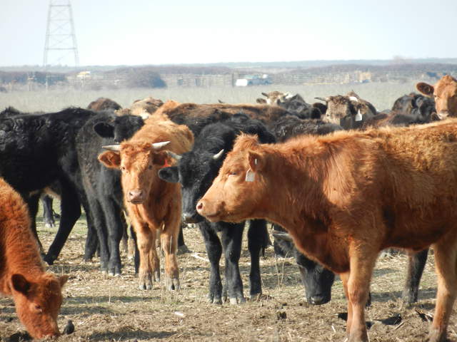 Cow herd eating hay