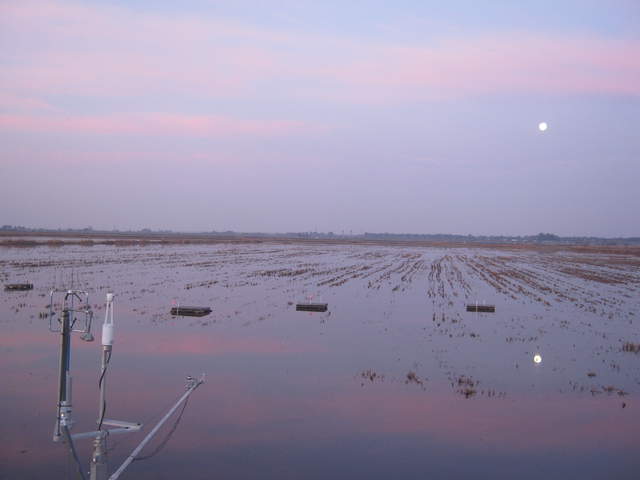 Dawn moon