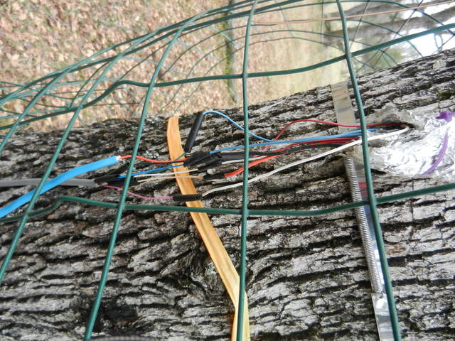 Sap flow sensor in oak trunk