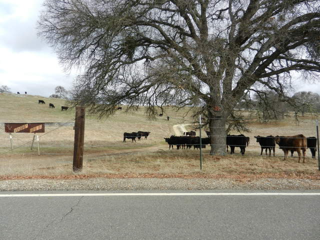 Cows near the Vaira gate