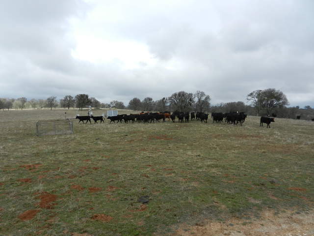 Herd of black cows at Varia