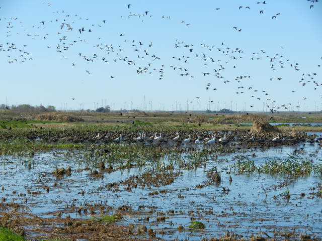Greater white fronted and snow geese on flooded field and in flight
