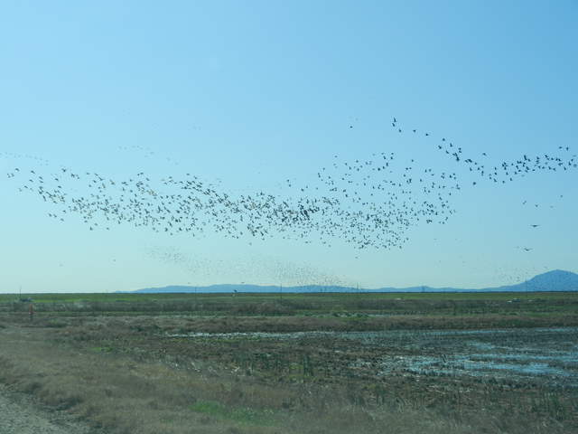 Flock of geese over the rice fields