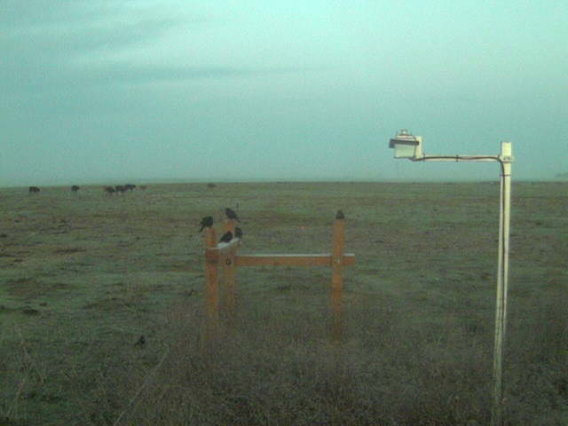 Birds on fence