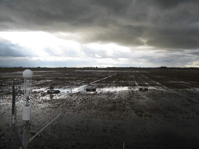 Nice clouds over the rice paddy