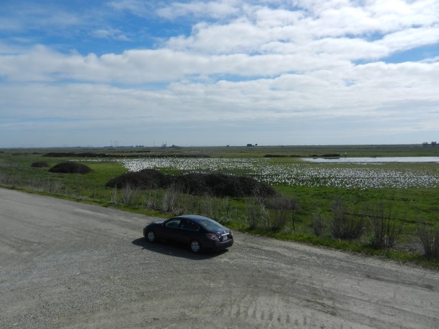 Car and a flock of snow geese