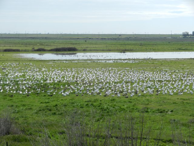 a flock of snow geese on a green field