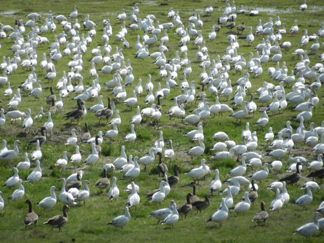 a flock of snow geese on a green field zoom in