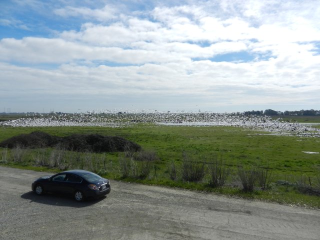 A flock of snow geese taking off from a green field