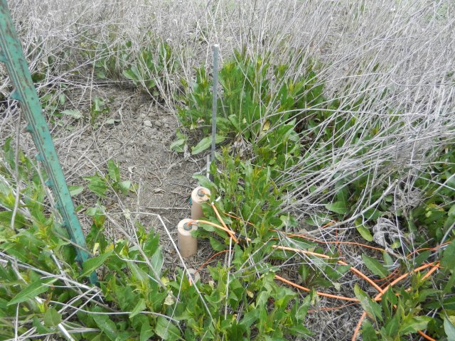 New pepper weed coming up around soil co2 sensors