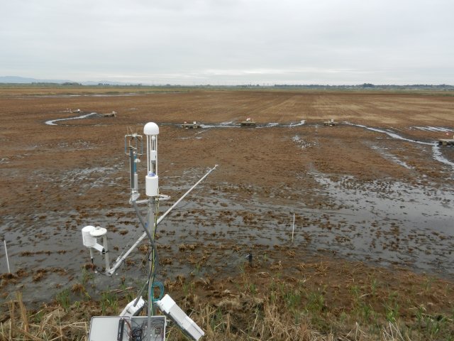 Flooded paths between UCD sampling location in the rice paddy