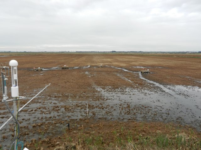 Flooded paths between UCD sampling location in the rice paddy
