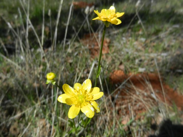 Yellow wild flowers