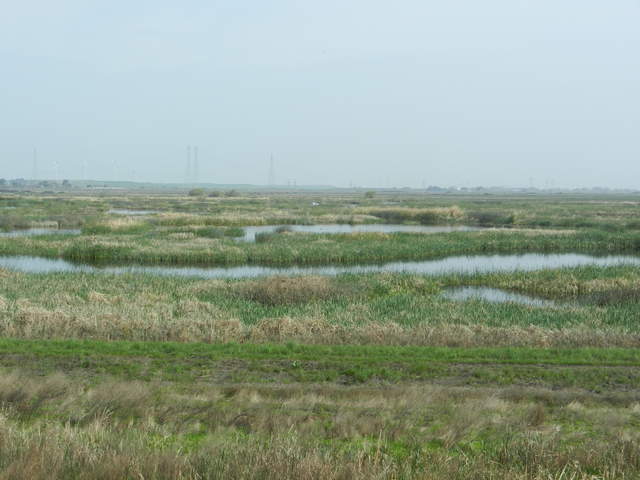 Wetland is turning green