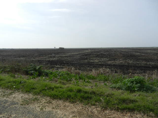 Corn field has been tilled