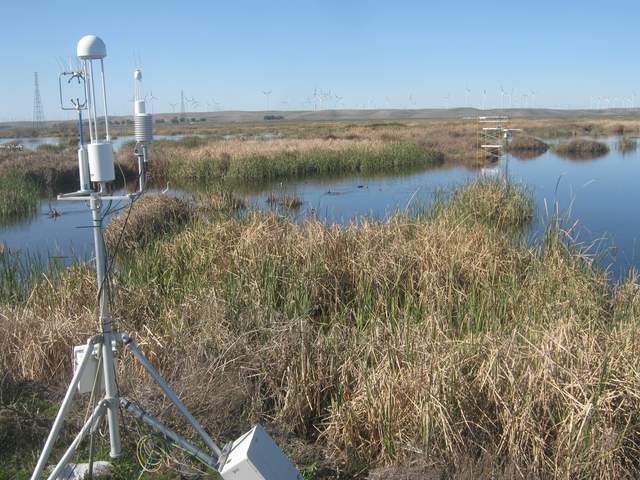 Pelicans in the upper left corner