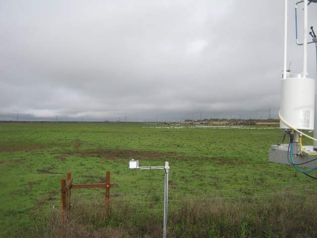 Geese on the field