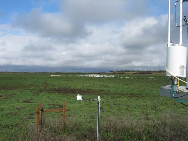 Geese on the field