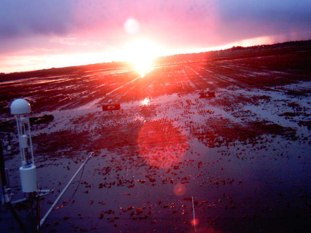Lens flare sunset and eddy sensors over the rice field