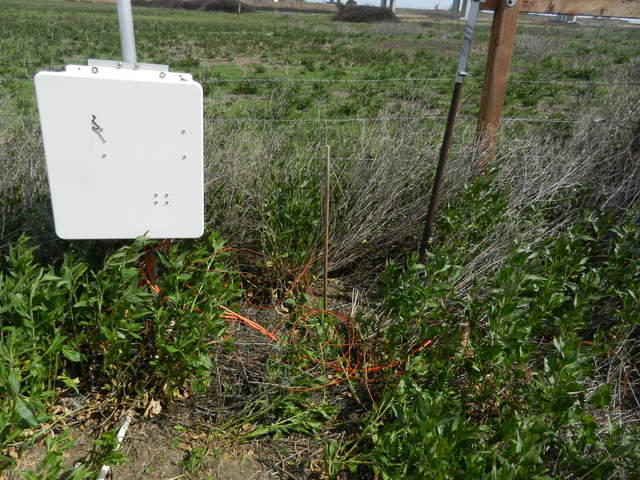 Soil CO2 sensors and young pepper weed