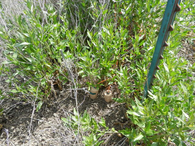 Soil CO2 sensors and young pepper weed