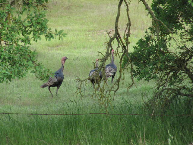 Turkeys running away