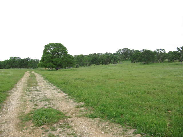 Dirt road through green trees and green grass at Vaira