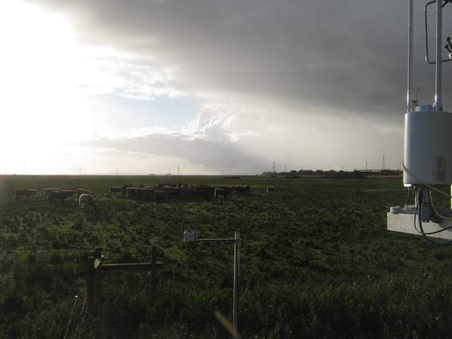 Nice clouds and cows
