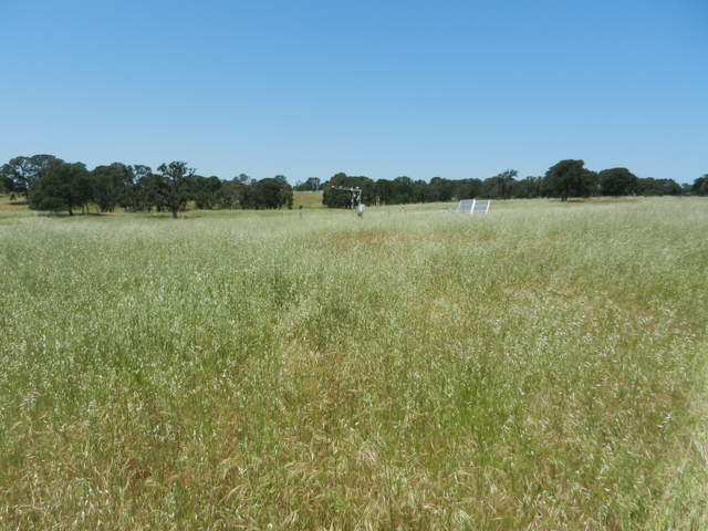 Tall senescing grass at Vaira