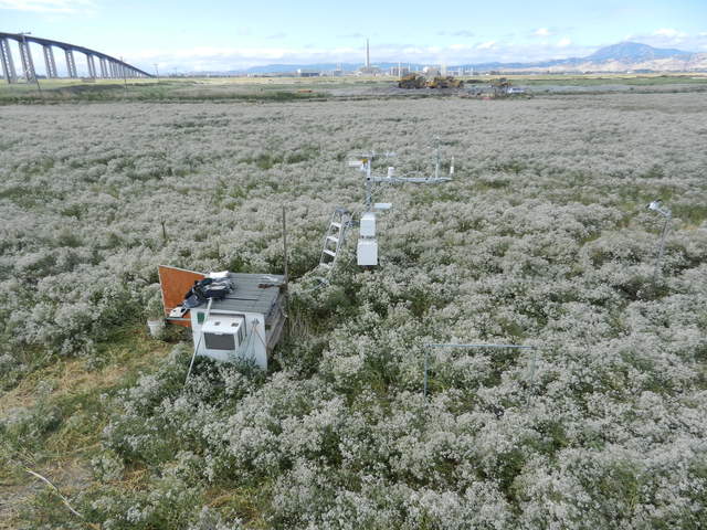 View of the cow pasture site with flowering pepper weed