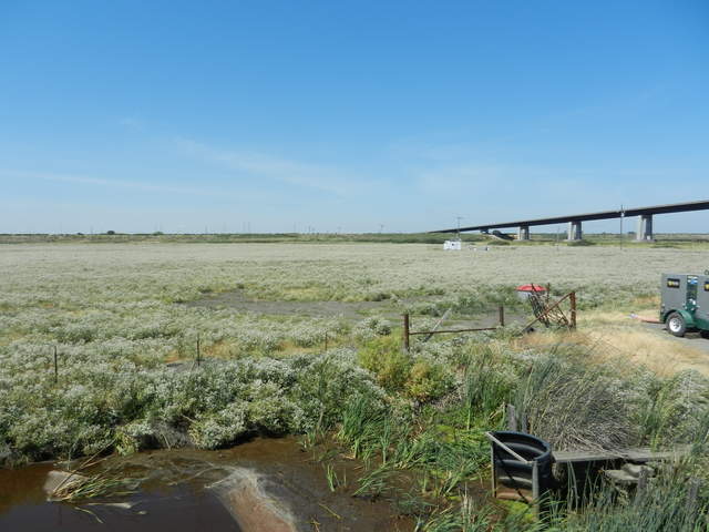 View of the cow pasture site with flowering pepper weed