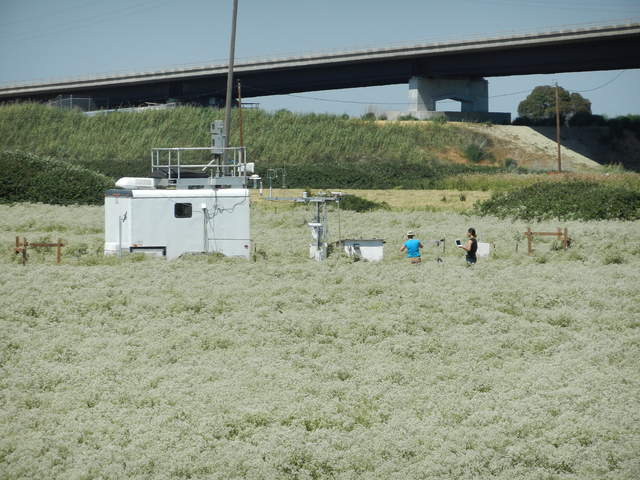 Sara and Carina doing spectral measurements in field of pepper weed flowers with LGR trailer