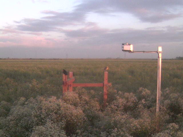 Birds on fence