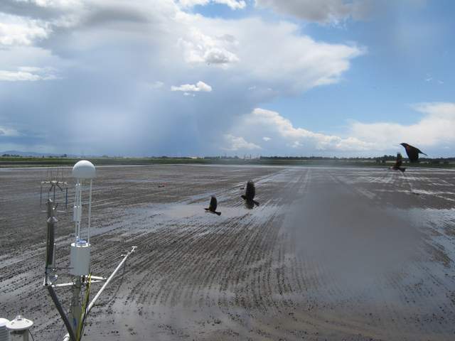 Birds, rain, clouds