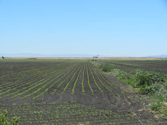 Corn sprouts coming up in the fields