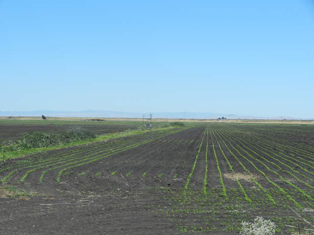 Bald patch in the corn field near the eddy tower