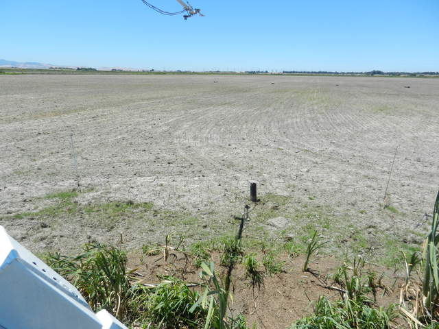 Dry rice field