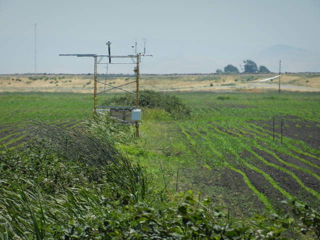 Eddy tower and corn sprouts