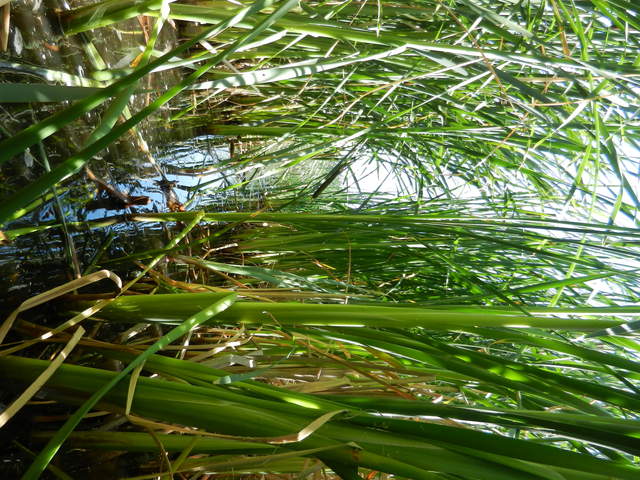 A path among the cattails