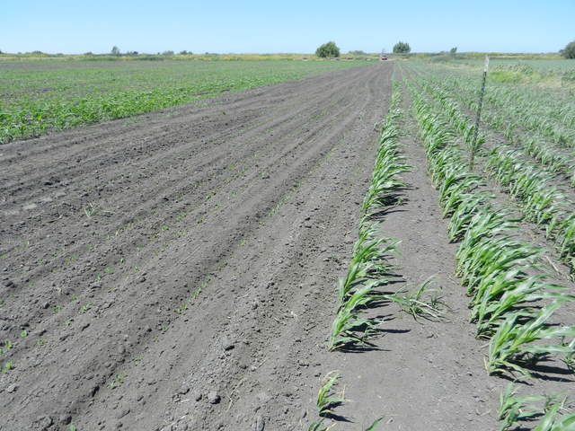Strip of missing plants in the corn field